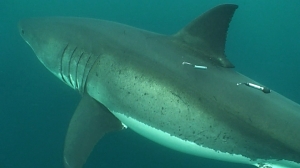 White shark with tags