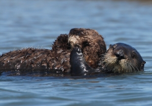 Diving to avoid people in watercraft exacts a an especially heavy toll on nursing mother sea otters. Photo: Randy Wilder