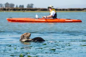 I's possible to observe sea otters and other wildlife, and maintain a respectful distance. Photo courtesy Frank Steube.