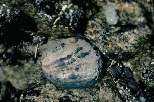 Black abalone2
