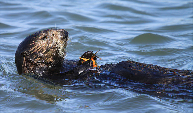 Sea otters and abalone: A special synergy