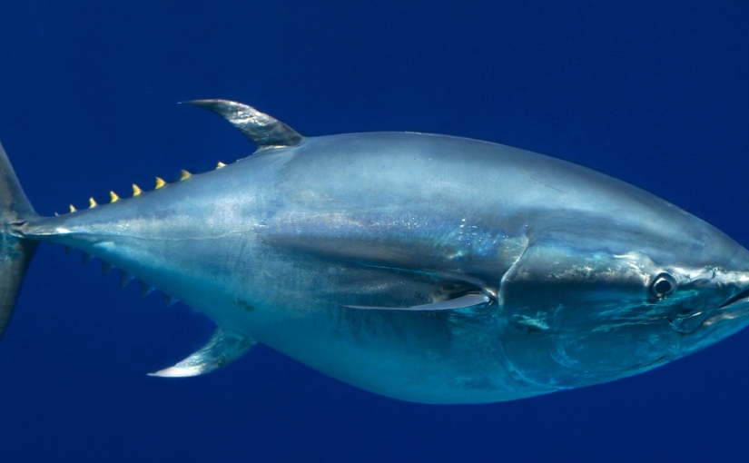 A powerful collaboration to ensure the future of bluefin tunas