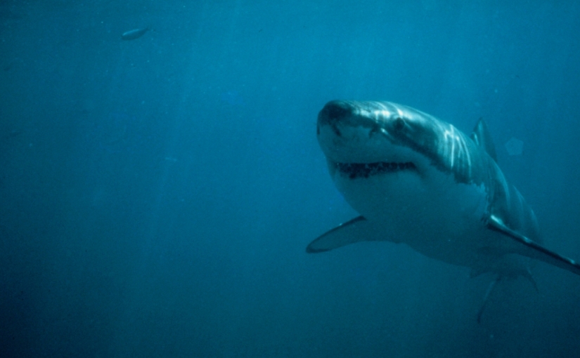 Our commitment to science: white shark research