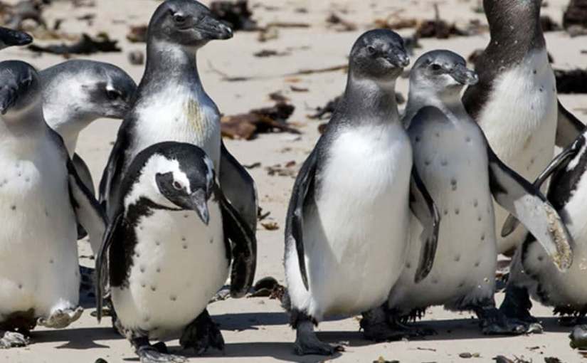 SOS for South African penguins