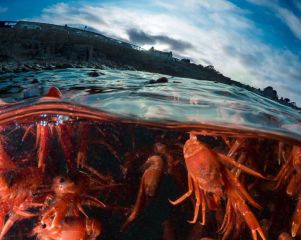 Red crabs-patrickwebster