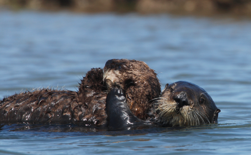 The feel-good science behind sea otter surrogacy